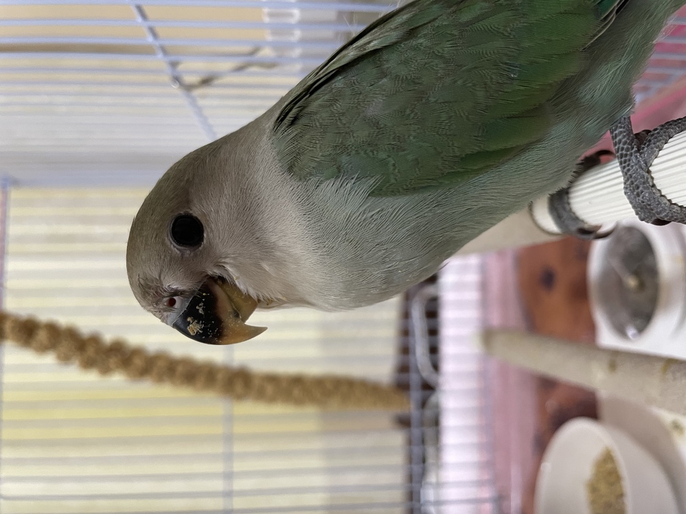 コザクラインコの中雛に関して質問です。現在さし餌を5口ほど食べた 