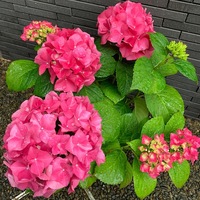 この紫陽花の品種を教えてください4 5に量販店で購入したので 特殊な Yahoo 知恵袋