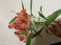 この花の名前はわかりますか 花屋でユリ科ではない と聞き買ってきたら Yahoo 知恵袋