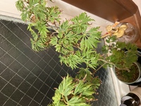 1ヶ月前に頂いた鉢植えのモミジの葉先が全体的に枯れています 日当たり Yahoo 知恵袋