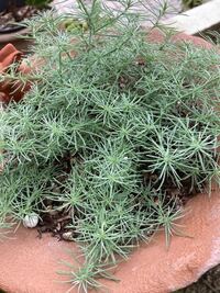 この植物の名前を教えて下さい お願いします Yahoo 知恵袋