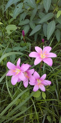 写真の花はなんと言う花でしょか 今の時期咲く花だと思いますが タマス Yahoo 知恵袋