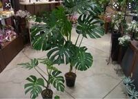 ヒメモンステラを支柱無しで真っ直ぐ育てることは不可能ですか Yahoo 知恵袋