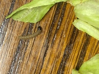 レタスをもぐもぐ食べているこの小さい幼虫はなんの幼虫でしょうか Yahoo 知恵袋