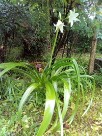 この花の名前を教えて下さい インドハマユウでしょうか Yahoo 知恵袋