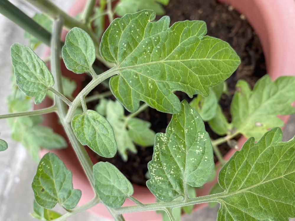 鉢で育てているミニトマトの葉に白い斑点が出てきました 葉の裏側は変化 Yahoo 知恵袋