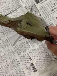 流木を1 2年ほど水槽に入れておいたんですけどこれって苔ですか 水槽 Yahoo 知恵袋