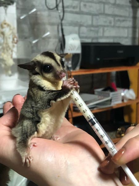 ハムスターの飼育について質問があります 手作りで梯子等を作ろ Yahoo 知恵袋