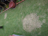 Tm9の芝生が急に枯れてきました 毛先が伸びないので一度も芝刈りはし Yahoo 知恵袋