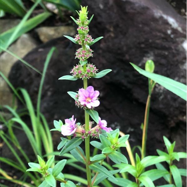 この花はミソハギでしょうか 花の上にある小さな花のようなものは 何ですか Yahoo 知恵袋