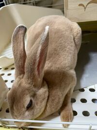 この子の毛色はなんと言う色ですか オレンジよりも色味が暗い 感じがします Yahoo 知恵袋