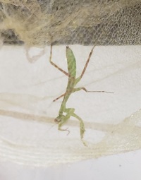 うちにいるカマキリですが これは何カマキリですか 今 2回脱皮を見てますが生ま Yahoo 知恵袋