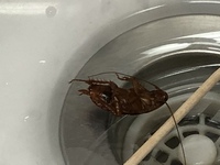 不幸 発生器 関与する 充電器にゴキブリが寄ってくる Reshare Jp