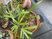 最近観葉植物にはまっていまして 本日見たことのない小さな観葉植物が売っていたた Yahoo 知恵袋