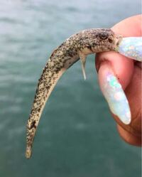 魚の種類写真のハゼ について種類が分かる方 ご教示ください 5月に福岡県で釣れ Yahoo 知恵袋