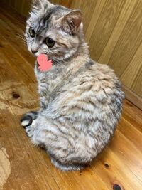 猫の肉球が熱いです なぜ こんにちは ９ヶ月ほどのスコ Yahoo 知恵袋