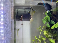 アカヒレを2匹飼っているのですが １匹が気性が荒く他の魚に近づいては威嚇し体当 Yahoo 知恵袋