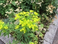 この花の名前を教えて下さい 葉は濃い緑で細長く 黄緑色の花が咲いてい Yahoo 知恵袋