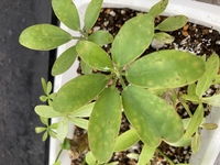 観葉植物のカポックが葉焼けして 茶色くなってしまいました Yahoo 知恵袋