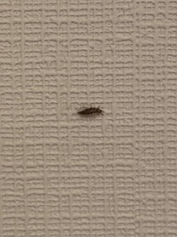 家の中で この小さい虫を3匹もみつけました これは何の虫ですか また Yahoo 知恵袋