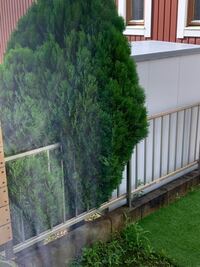 ゴールドクレストの成長速度はどんなもんでしょうか 先日 近くの憩いの農園で Yahoo 知恵袋