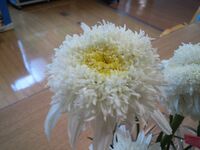 この写真の花の名前が知りたいです花が開く前は2つのようになっています花が開くと Yahoo 知恵袋