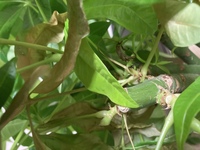 幸福の木枯れると不幸になりますか 幸福の木枯れると不幸になります Yahoo 知恵袋