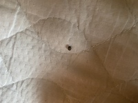 今朝起きたら布団にポロって落ちてきたんですけど この虫なんていう虫で Yahoo 知恵袋