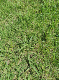 この草はなんですか 芝生を放置していたらこの草がたくさん生えてくるように Yahoo 知恵袋