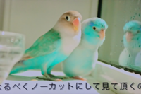 マメルリハの色が綺麗だから買おうか迷ってます Youtubeでボタンイン Yahoo 知恵袋