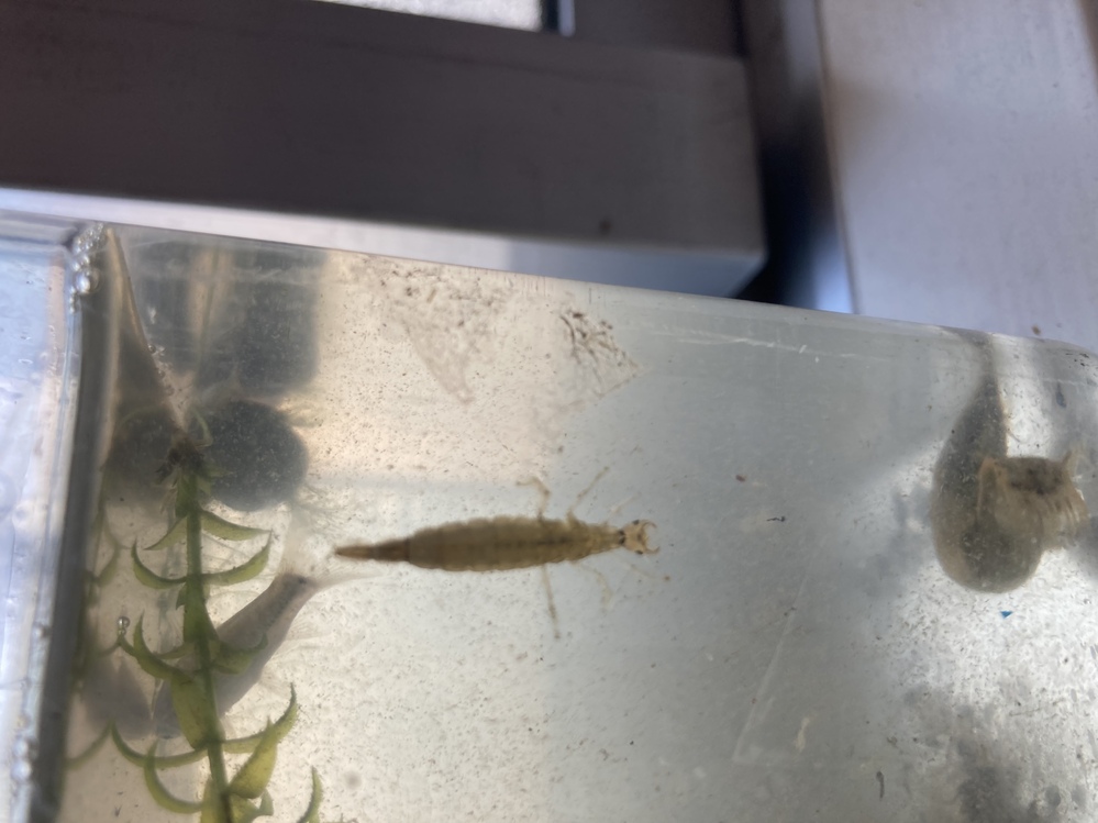 カラス貝の飼いかたを教えてください 今日ホームセンターで娘がカラ Yahoo 知恵袋