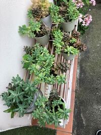 この2種類の多肉植物の名前を教えて下さい １つは細長いやつがひっついてるや Yahoo 知恵袋