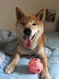 ベッドや布団に犬は上げない方が良いですか ましてや一緒に寝たら 下に見られます Yahoo 知恵袋
