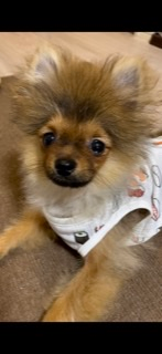 キツネ顔ですか たぬき顔ですか 4ヶ月で猿期真っ只中です たぬきかな Yahoo 知恵袋