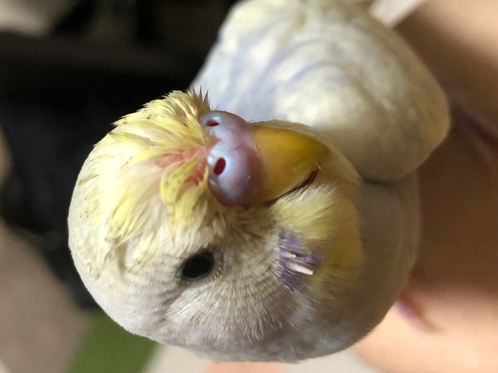 セキセイインコちゃんの写真の撮り方のコツを教えて下さい うちの子自 Yahoo 知恵袋