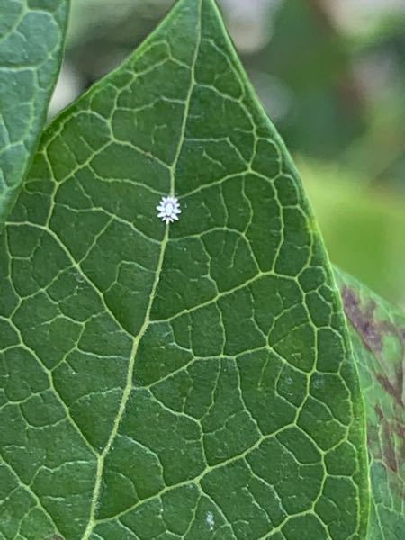 画像あり ブルーベリーの葉についた白い虫 について ブルーベリーの葉に白 Yahoo 知恵袋