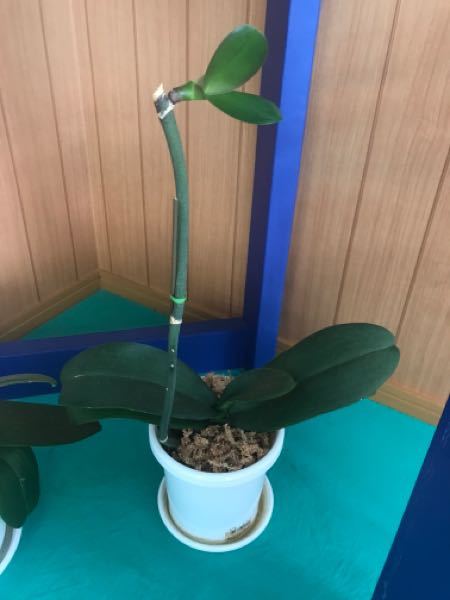 胡蝶蘭の脇芽が出てきました。初めての経験です。この後、どうし