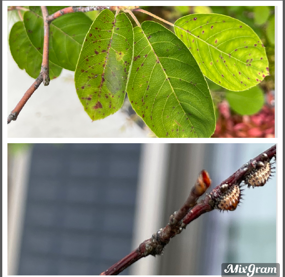 ジューンベリー 毛虫 に関するq A Yahoo 知恵袋