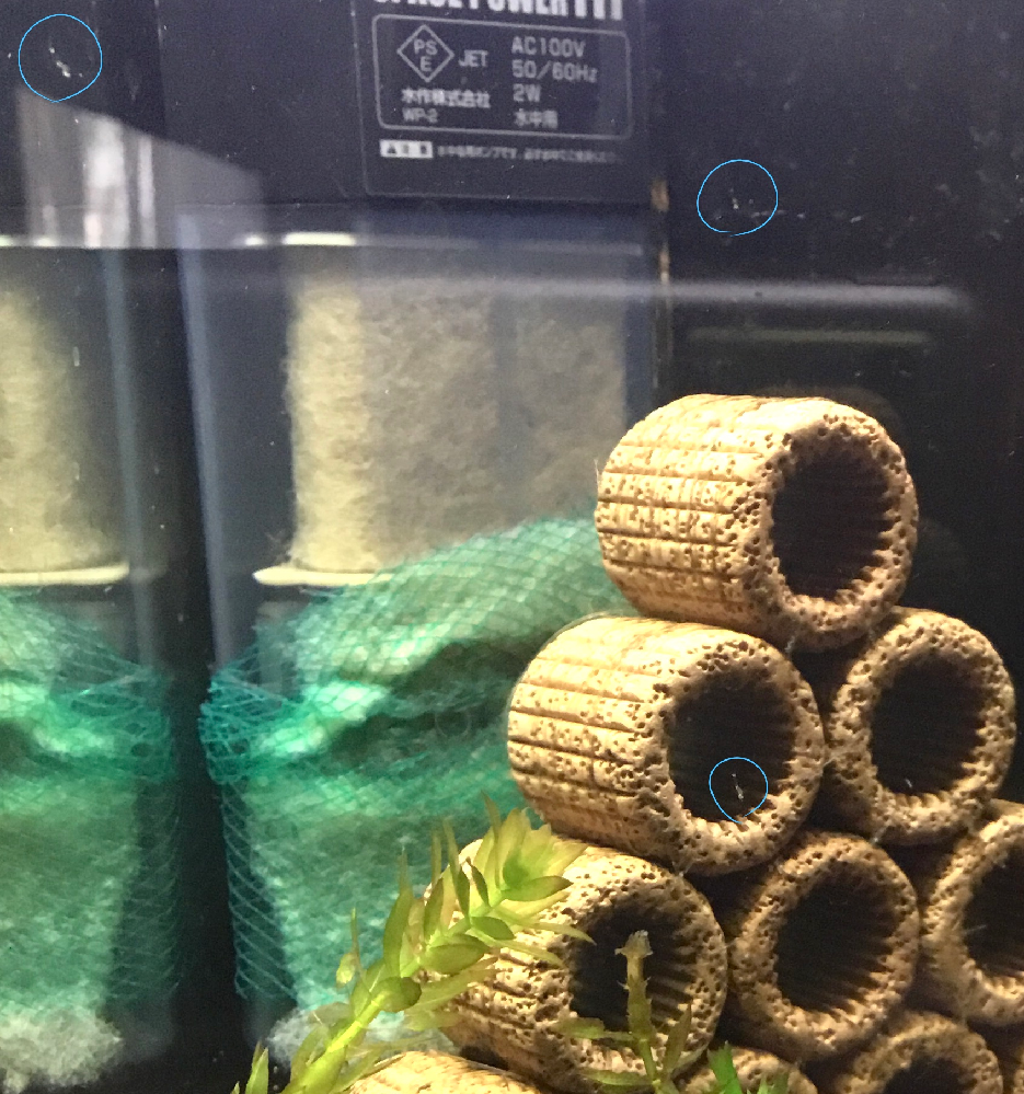 60 45 45水槽でポリプテルス２匹パルマスポーリー13センチくらいデ Yahoo 知恵袋