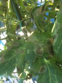 アースジェットが作物にかかってしまった場合 食べない方が良いでしょう Yahoo 知恵袋