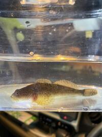 近所の川でカジカを取って来ました 水槽で飼い始めて既に一ヶ月たちます Yahoo 知恵袋