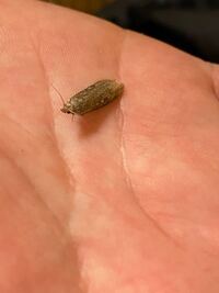 みなさんこんばんは また家の中に小さなレディ蛾蛾が入ってきました この子 Yahoo 知恵袋