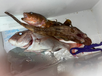 息子が魚を釣ってきました 見えにくい撮り方になってしまったのですが 真ん中の魚 Yahoo 知恵袋