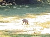 利根川の河川敷で見かけたのですが この動物は何でしょうか 疥癬症に罹った Yahoo 知恵袋