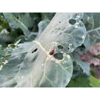 ブロッコリーの葉にてんとう虫みたいな虫がいます この虫は害虫でしょう Yahoo 知恵袋