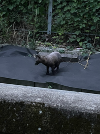 この動物は何でしょうか ヒゼンダニによって疥癬症という皮膚病になったタヌ Yahoo 知恵袋