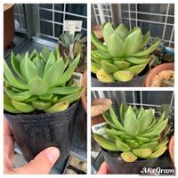 多肉植物の植え替えについてです ポットに入った状態のものを購入 Yahoo 知恵袋