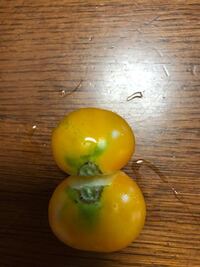 フランダースの犬の よあけのみち で歌われている スイス語 は なんて意味で Yahoo 知恵袋