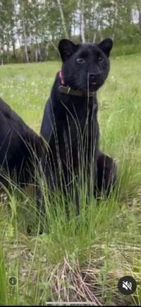 この動物は一体なんですか クロヒョウ ヒョウの黒変種 と思い Yahoo 知恵袋