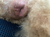 観覧注意 至急 犬の肛門の画像です 犬種はトイプードル 餌は Yahoo 知恵袋